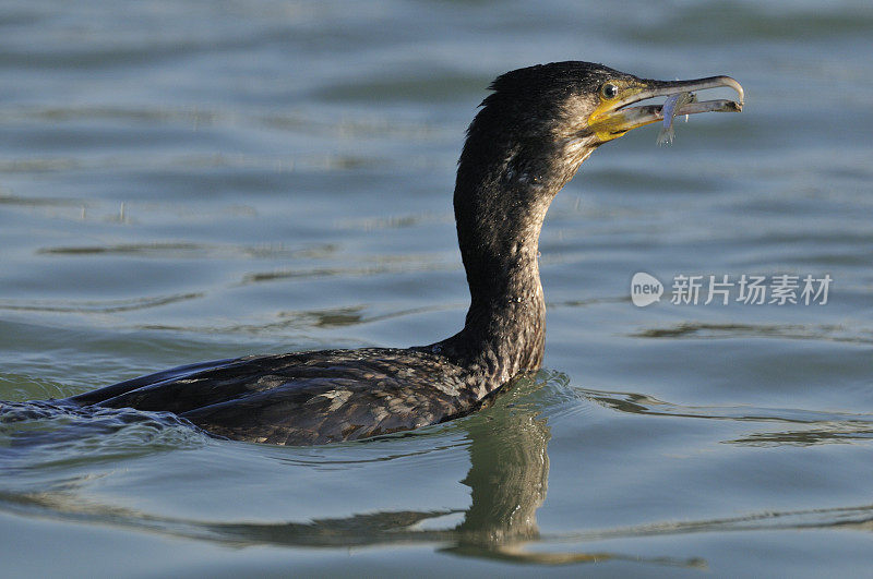 鸬鹚(Phalacrocorax碳水化合物)