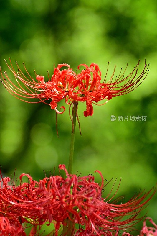 蜘蛛百合花，日高市，日本