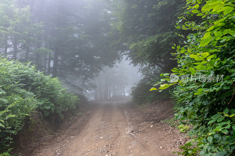 浓雾笼罩着未铺设的森林道路
