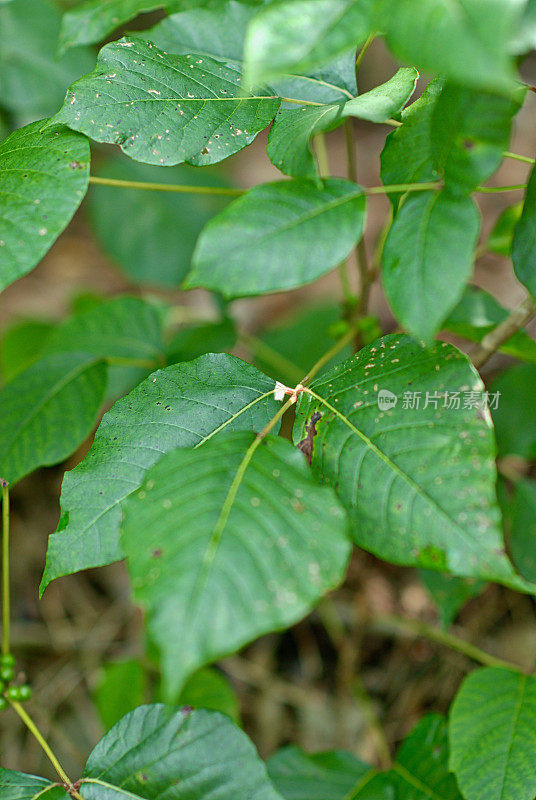 带花和浆果的毒藤叶子