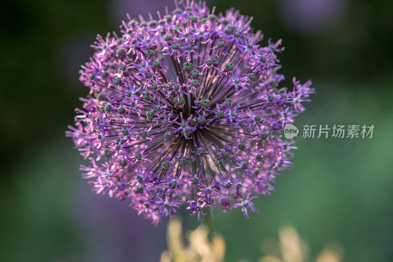 葱属植物的花