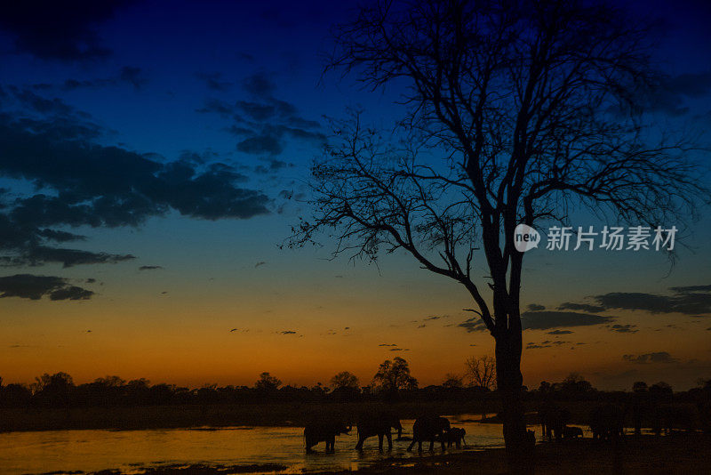 夕阳下的象群，Khwai河，奥卡万戈，博茨瓦纳，非洲