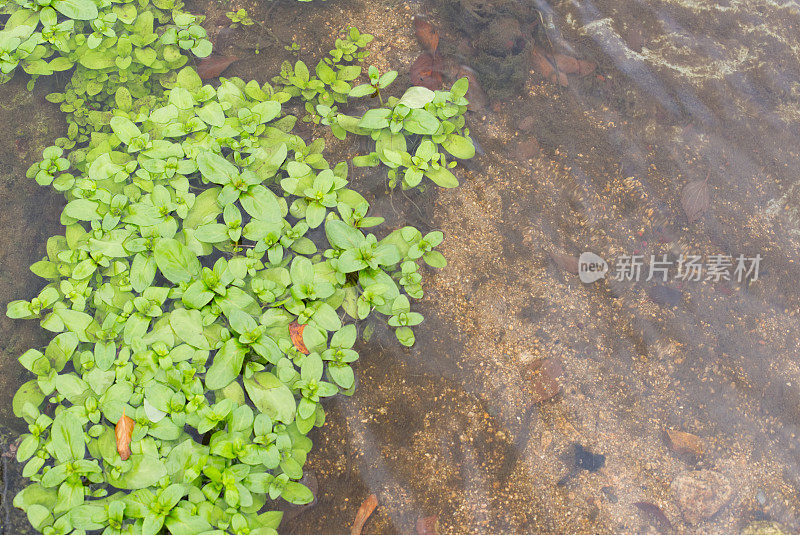 水生植物