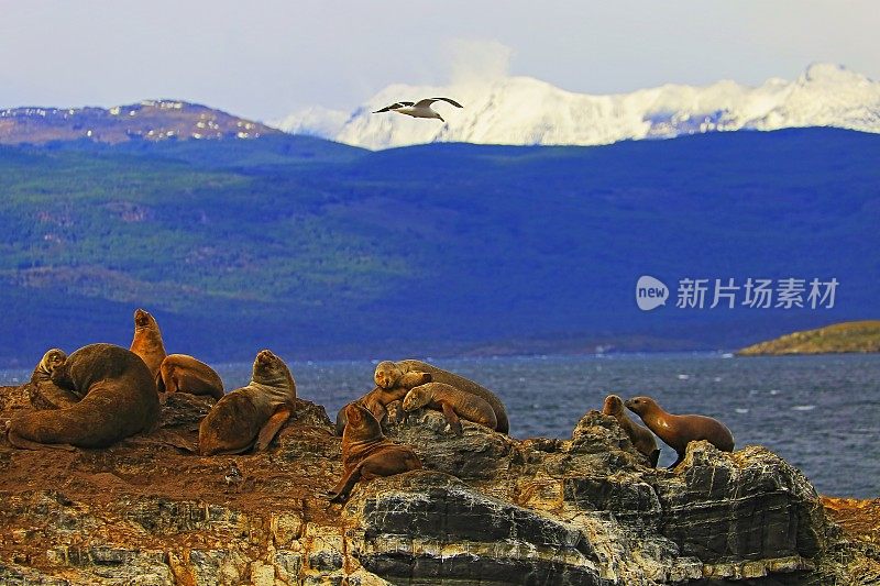 在比格尔海峡-乌斯怀亚-火地岛海狮，海豹岩岛殖民地和鸬鹚鸟