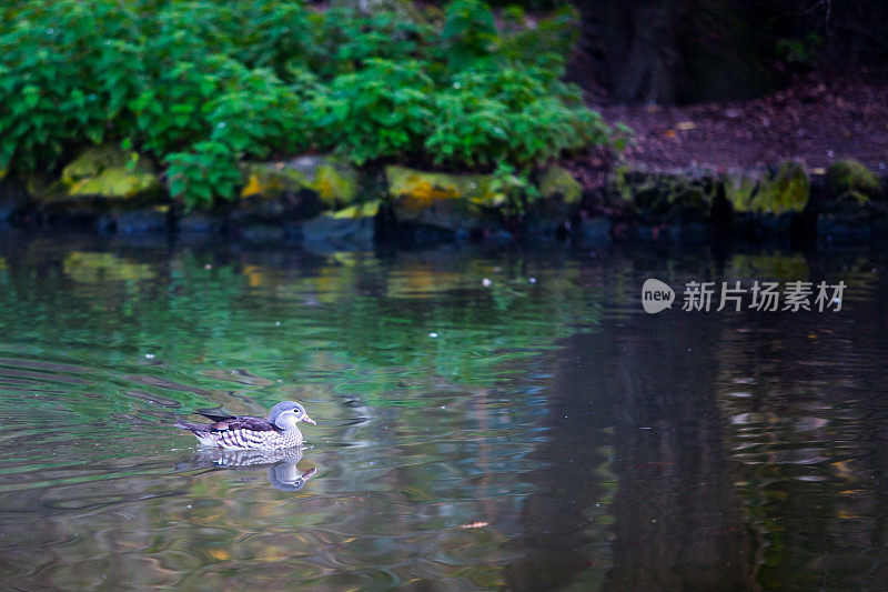 灰色的鸭子