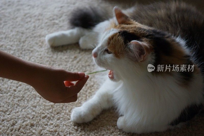 猫吃草