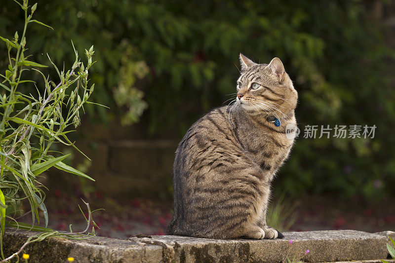 美丽的成年虎斑猫在花园里