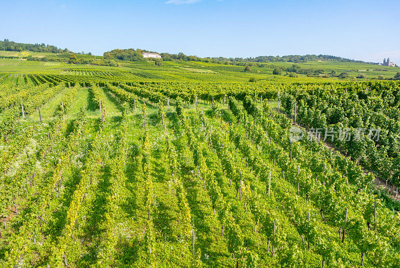 葡萄园在低森林纪念碑纪念碑Rüdesheim，德国