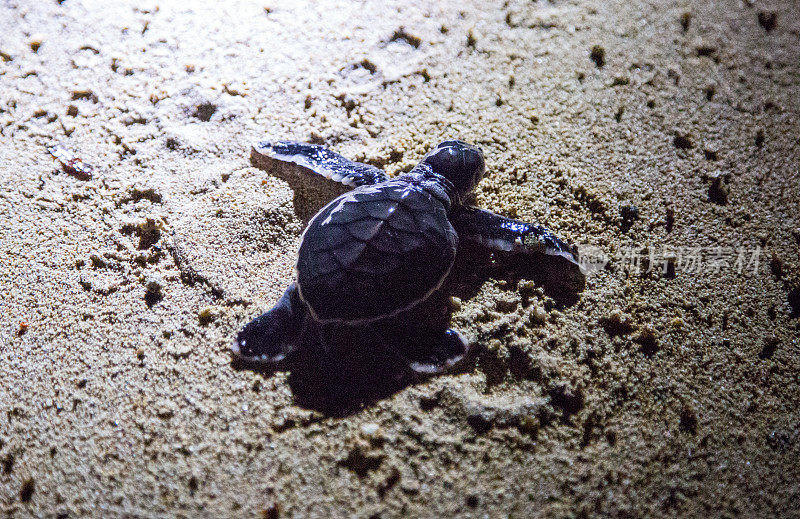马来西亚:绿海龟幼仔