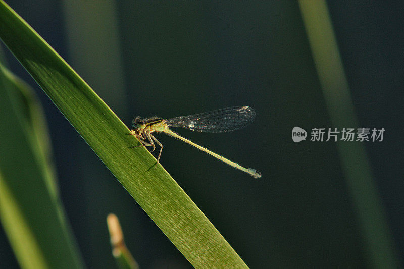 水草上的蜻蜓