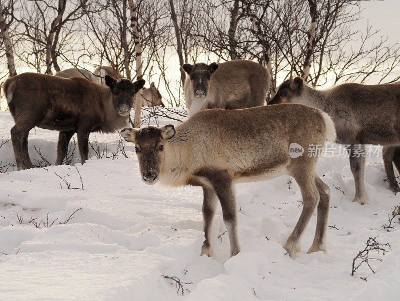 一群驯鹿在雪地里