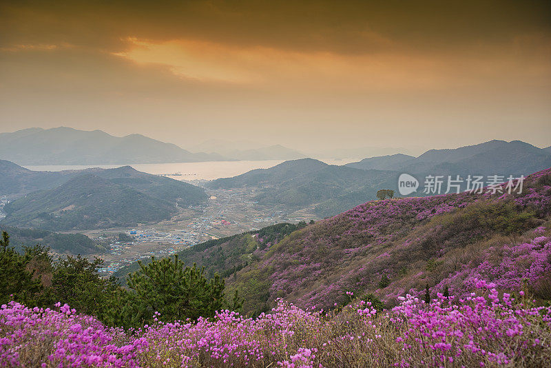 杜鹃花山上日出