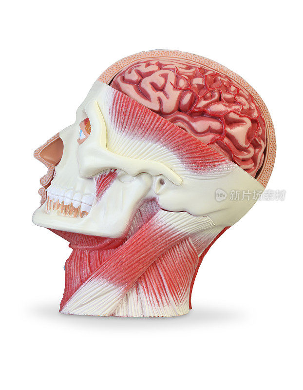 头部和面部解剖模型