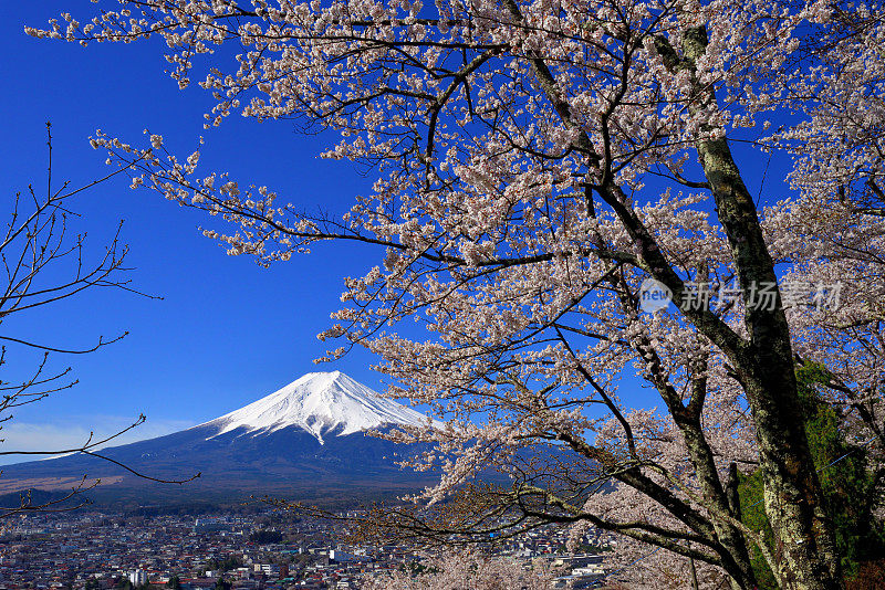 富士山和樱花:从荒山森根公园，富士吉田