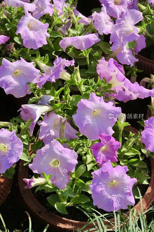 图像为淡紫色的矮牵牛花，夏季的一年生花坛