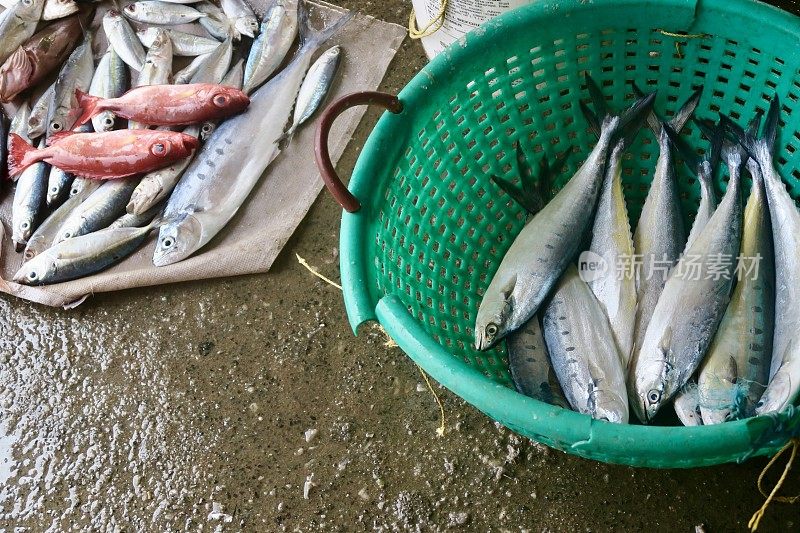 印度南部喀拉拉邦科钦海鲜市场的形象，新鲜捕获的小海洋鲭鱼和其他一些来自阿拉伯海的小鱼装在穿孔的篮子里出售和烹饪给印度的客户