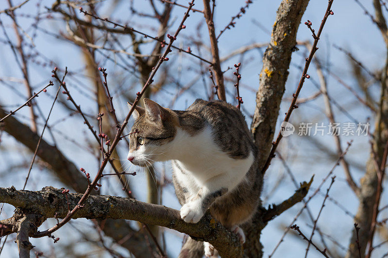 猫在树