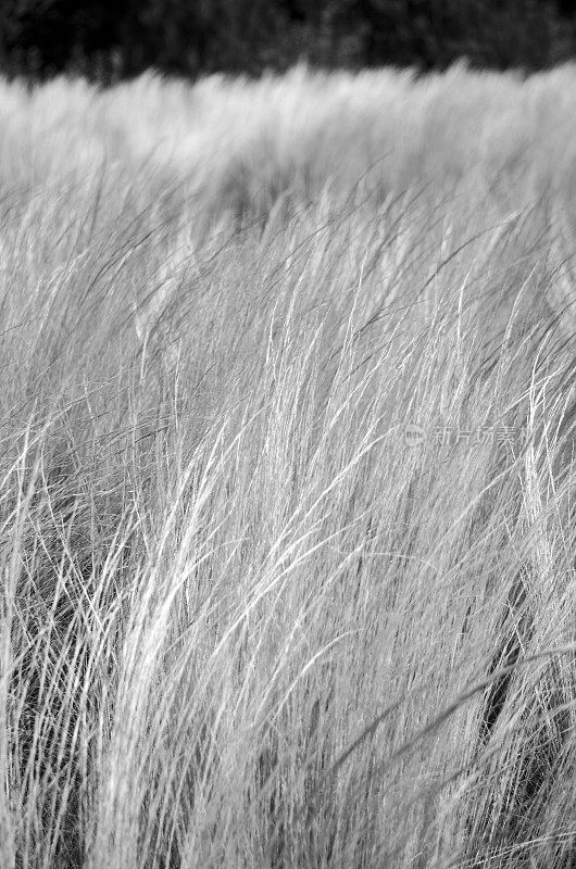 摘要干燥的黄色观赏草在风中吹拂，背景为黑色和白色