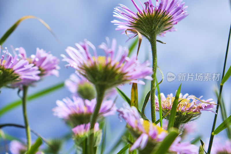 野粉花在Fistral海滩，纽基，康沃尔在一个阳光明媚的6月的一天。