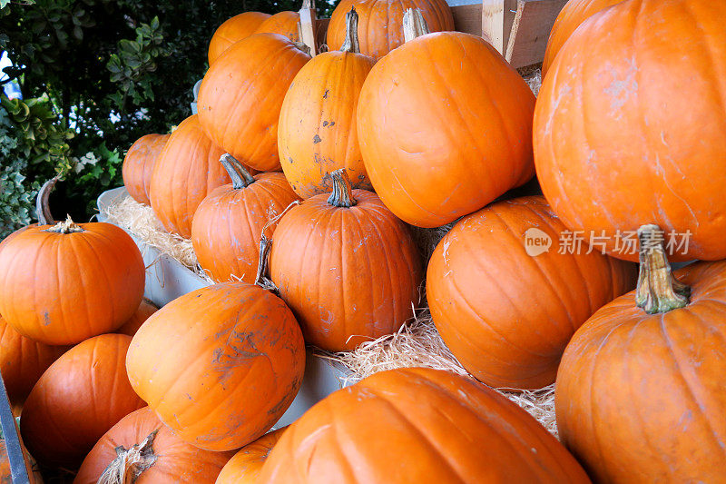 10月31日的万圣节，南瓜农场的南瓜店出售一堆大的成熟的橙色南瓜，上面有南瓜梗，可以雕刻，从南瓜地里摘下来，准备雕刻，吃馅饼或收集种子作为健康的饮食