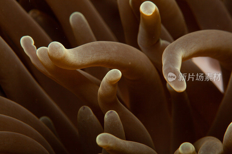 热带水族馆，热带水域海葵大近距离触须