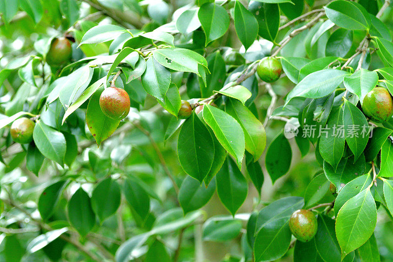 日本茶花的果实