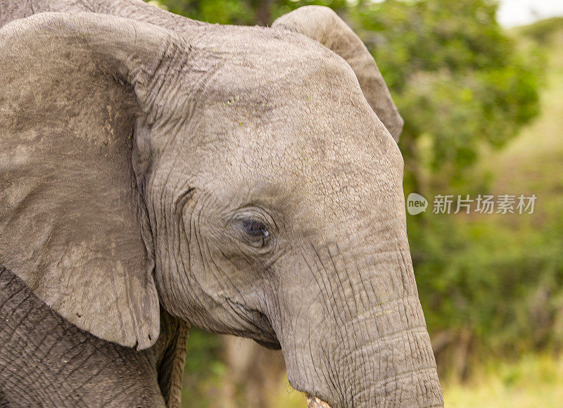 在马赛马拉，肯尼亚与大象和狮子的景观近距离狩猎。