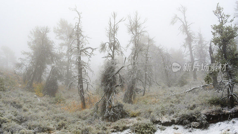 雪和雾中柔软的松树，爱达荷州的月球国家纪念碑火山口