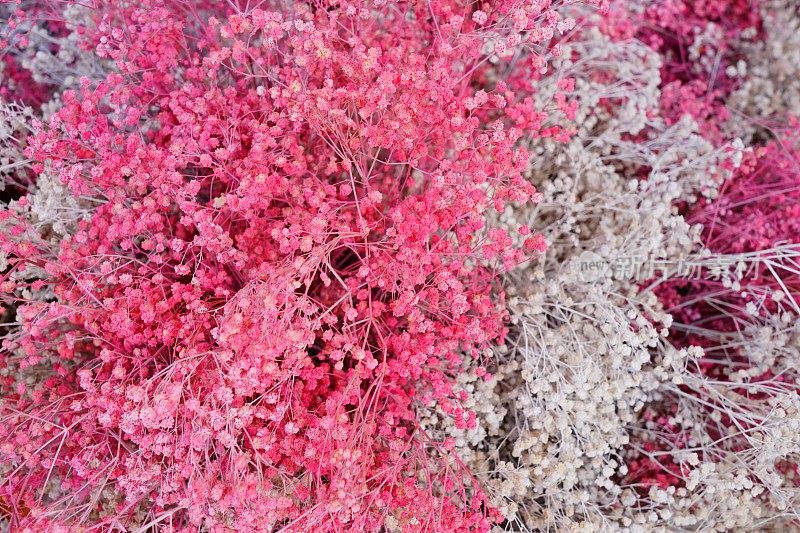 毛茸茸的鲜花Astilbe