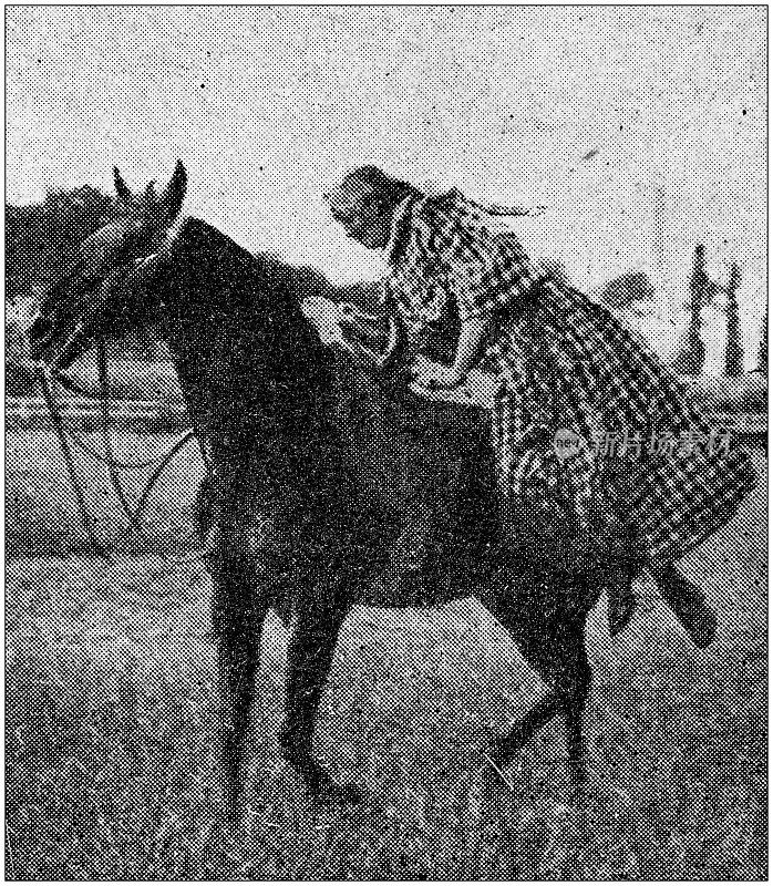古董照片:骑在马上的女人