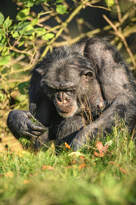 黑猩猩在地上寻找食物
