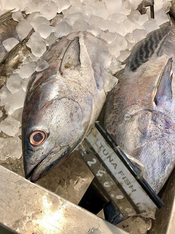 超市鱼贩展示的用碎冰冰冻的新鲜金枪鱼图片