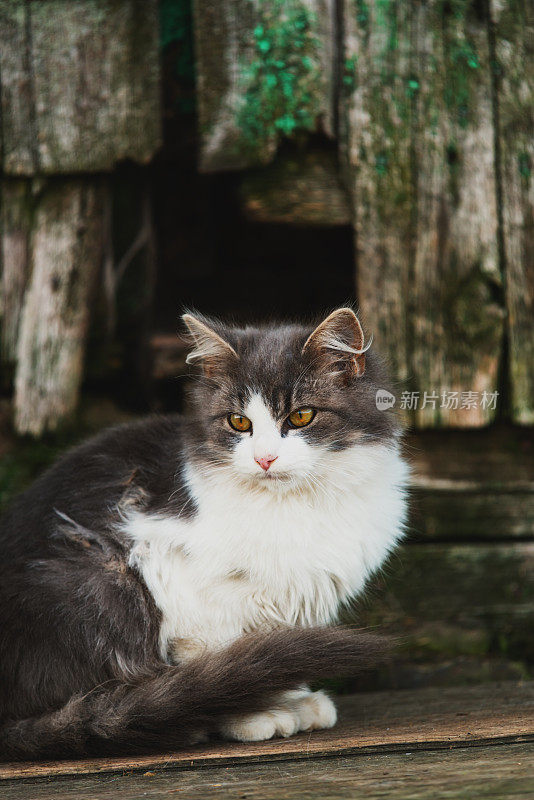 小屋门廊上的猫