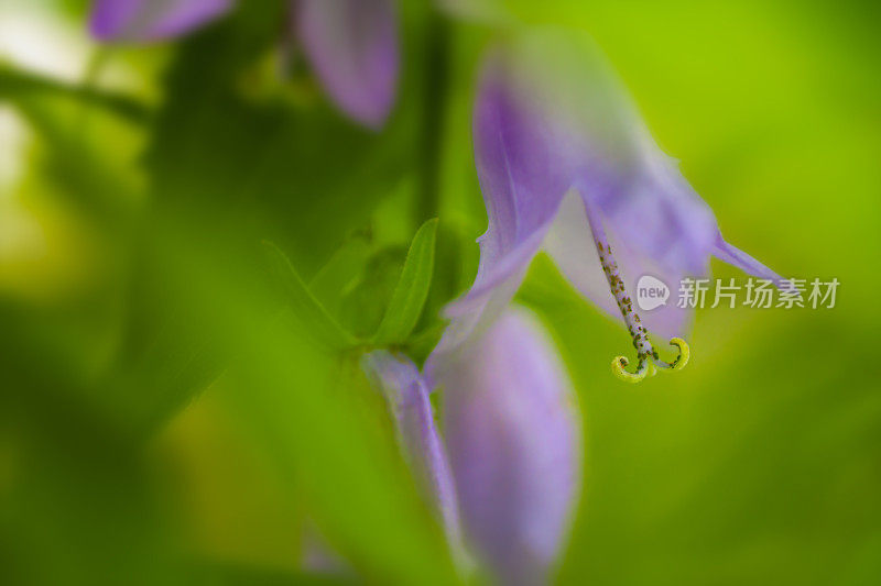 蓝铃花映衬散景背景