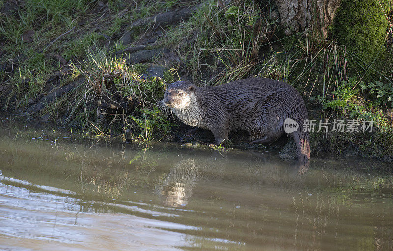 欧亚水獭(Lutrinae)