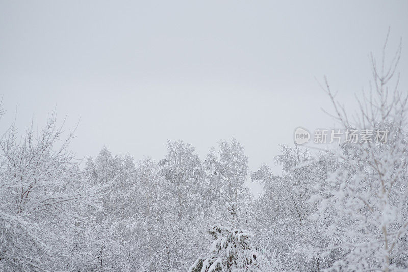 灰蒙蒙的天空上，白雪覆盖的树木