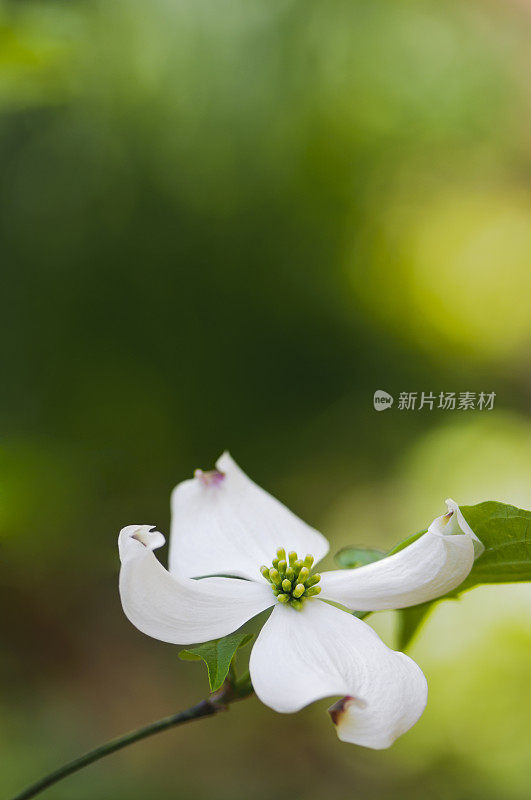 开花的山茱萸花