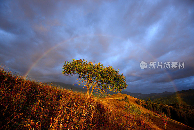 高山景观与彩虹和孤独的树