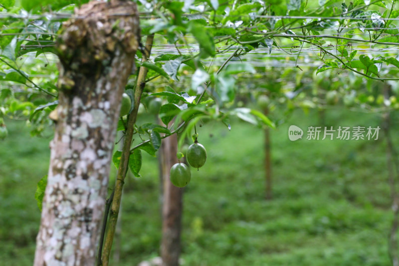 百香果种植