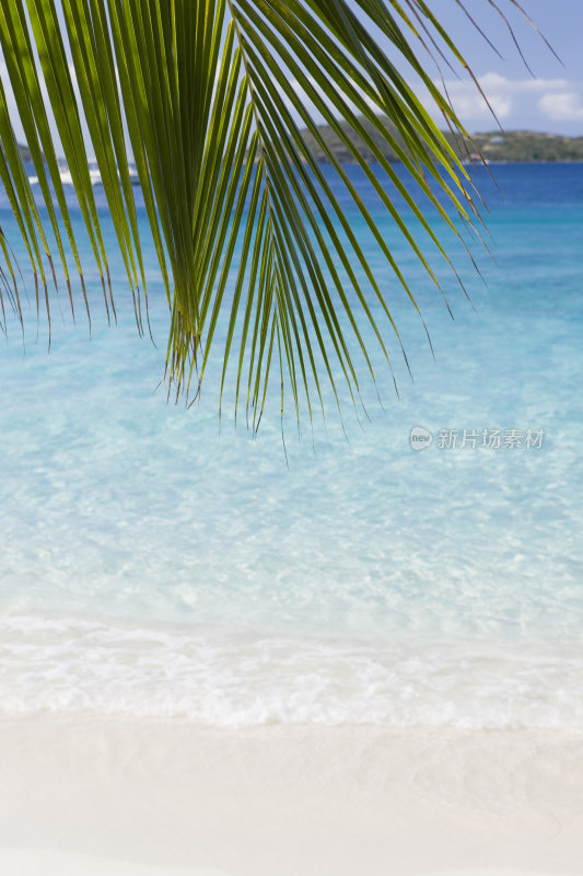 完美的加勒比海滩上的棕榈叶