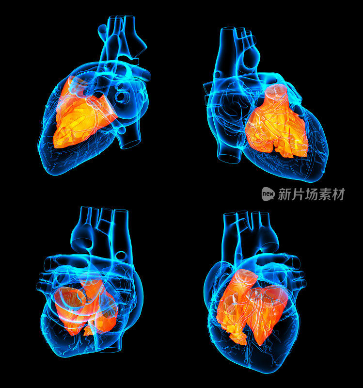 心脏心房的3D渲染