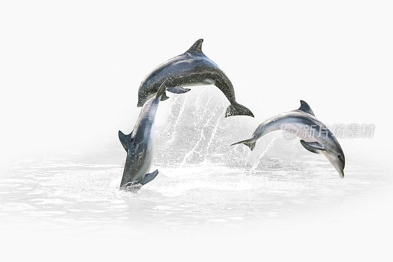 三个海豚跳跃