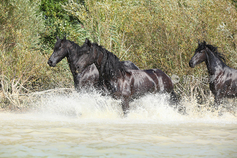三匹黑马在水里