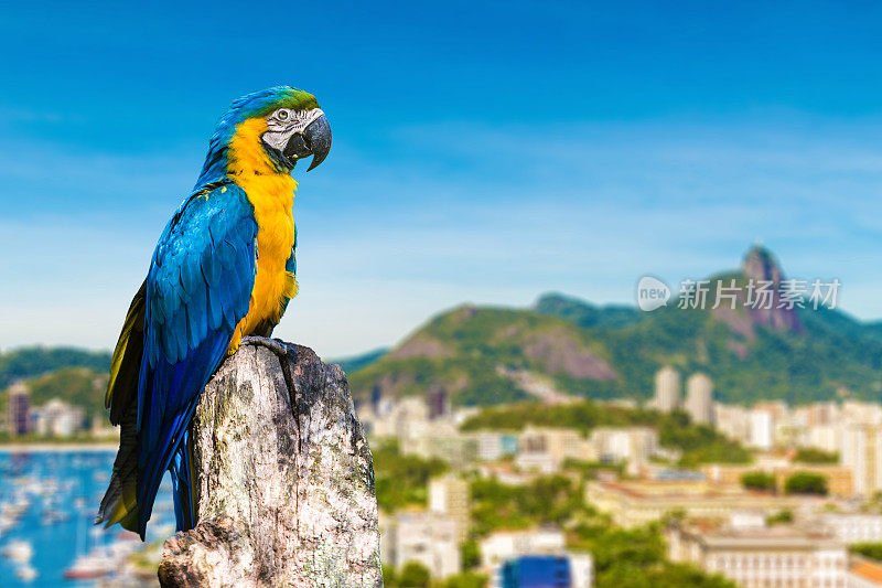 五颜六色的金刚鹦鹉给里约热内卢带来美丽