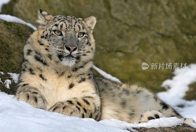 雪豹躺在雪里