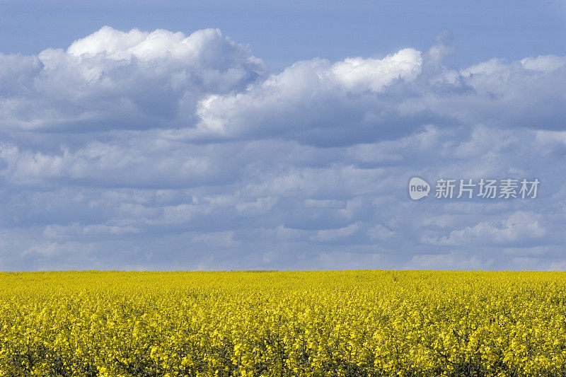 油菜花领域