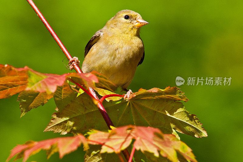 葡萄藤枫树上的美洲金翅雀