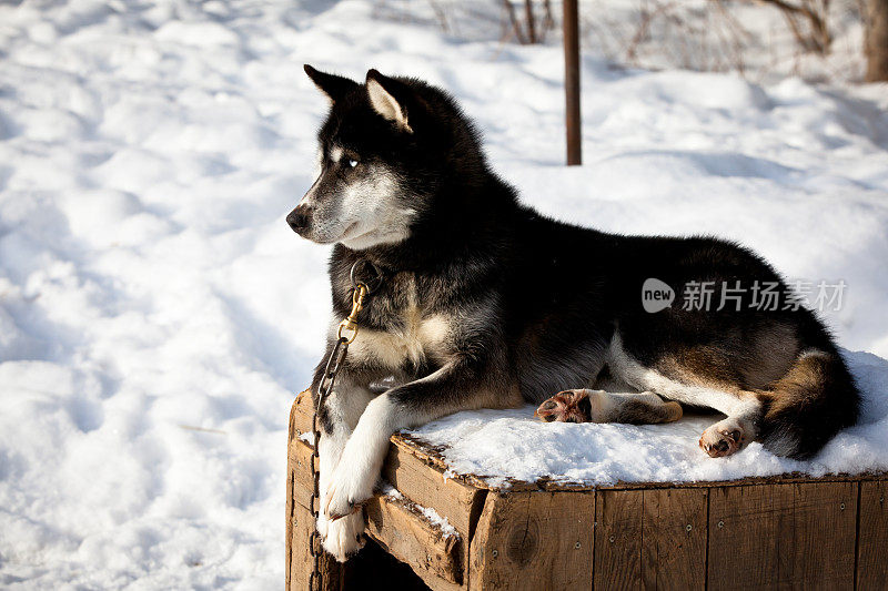 西伯利亚雪橇犬的狗