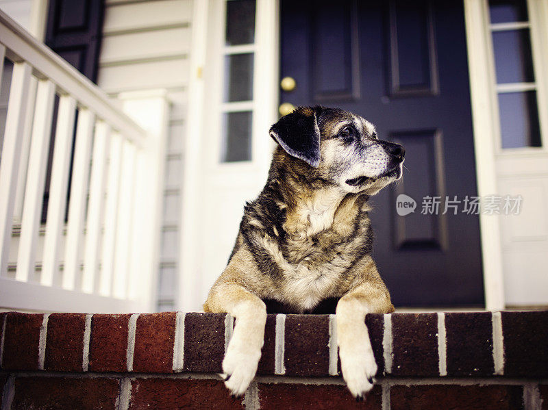 高级狗狗在前门廊等候