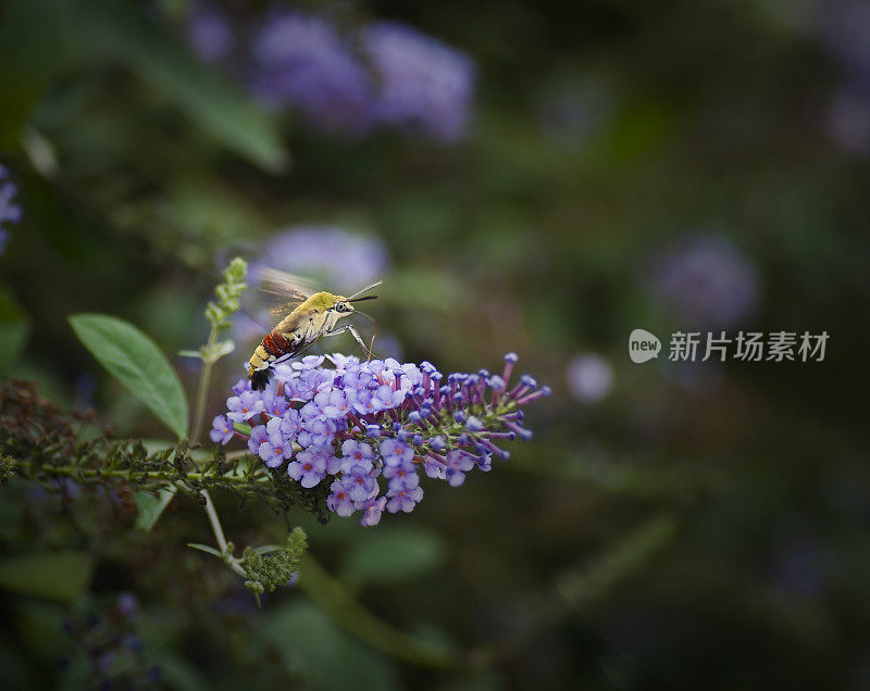 蜂鸟蛾捕食花朵